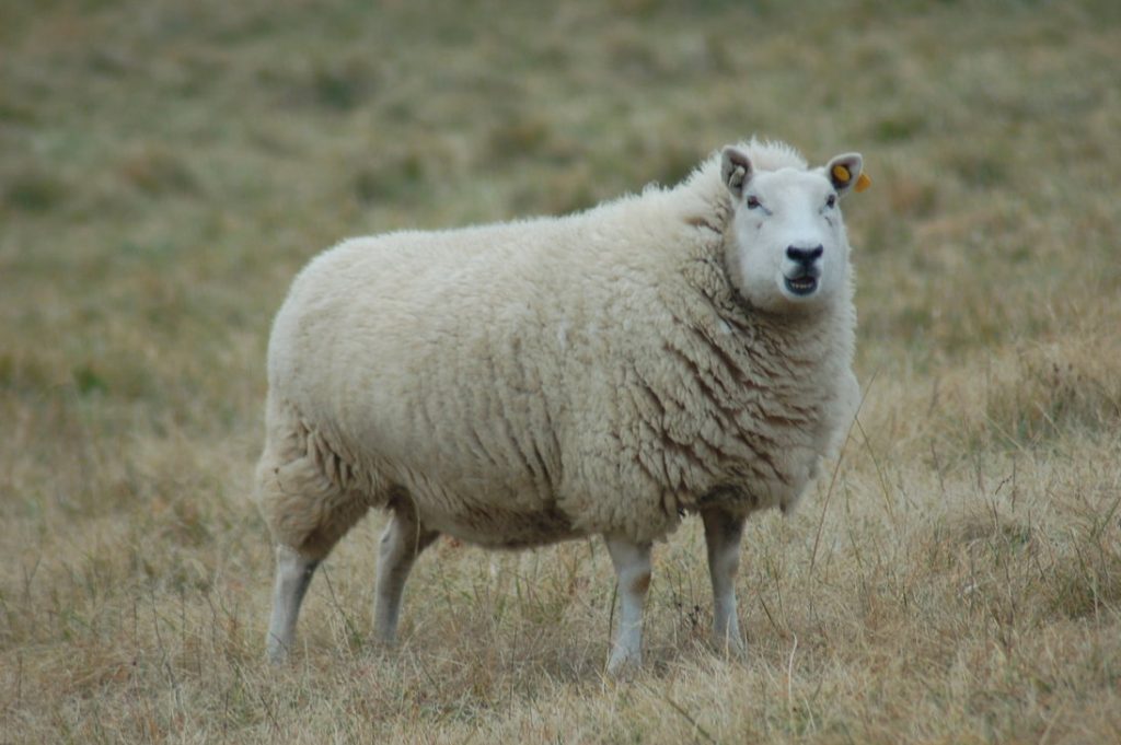 Man sets new world record for sheep shearing Farmsafely